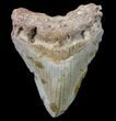 Bargain, Megalodon Tooth - North Carolina #80829-1